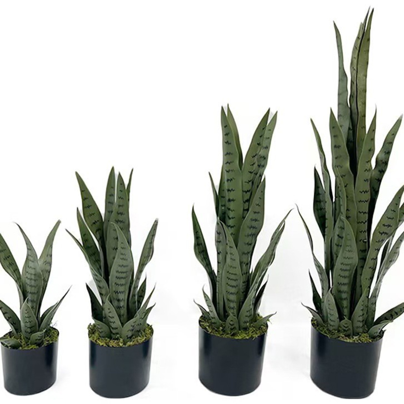 40-100cm Artificial Sansevieri - đánh giá và giá Bonsai Garden Zen