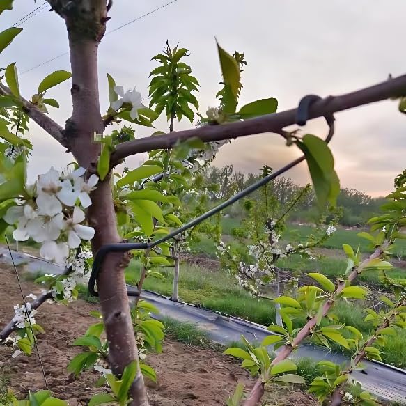 Adjustable Fruit Tree Branch S - đánh giá và giá Bonsai Garden Usa