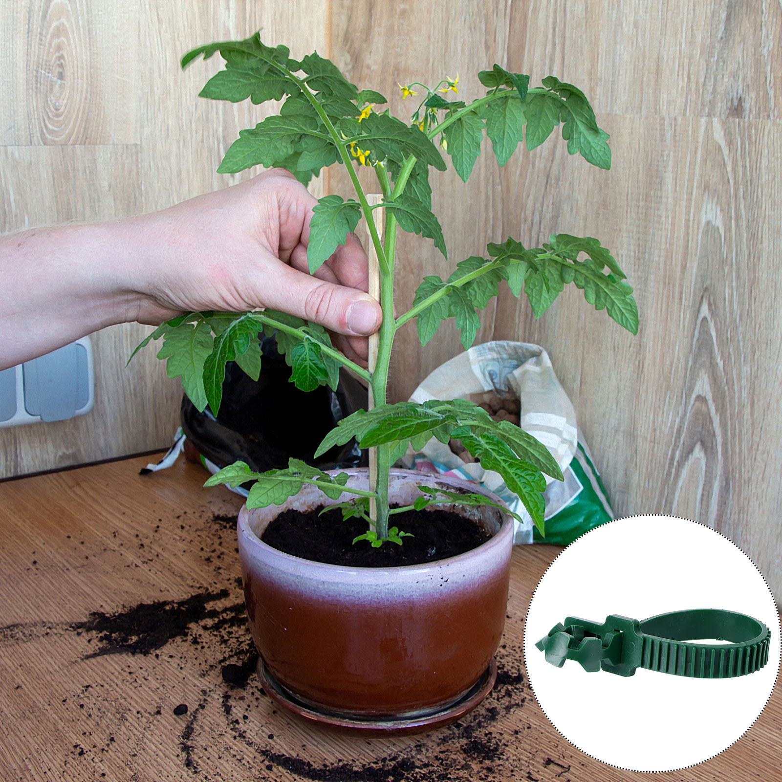 20Pcs Vine Fixing Buckle Garde - đánh giá và giá Bonsai Garden Usa
